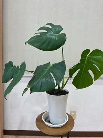 2024.6　観葉植物